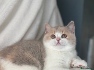 British Shorthair cats 🐾last girl available🌟GCCF Registered BSH Kitten - Advert 10