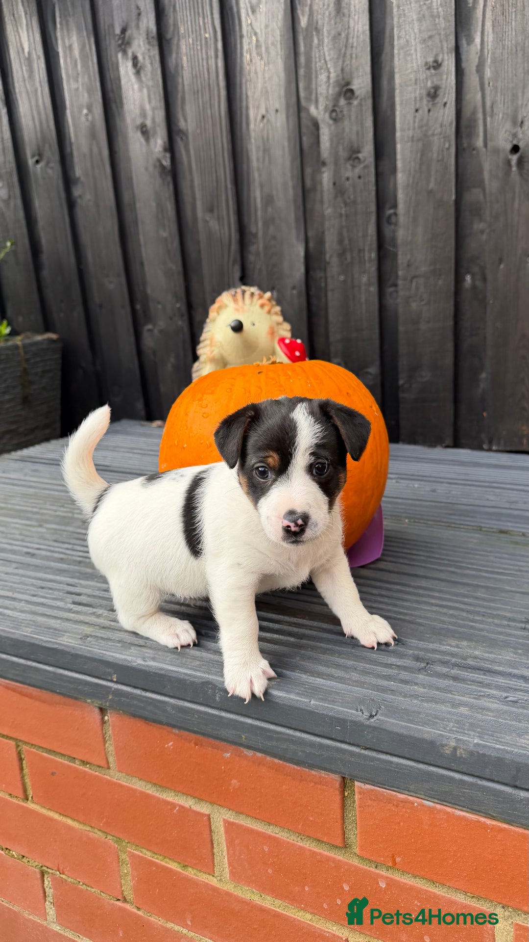 Jack Russell dogs for sale: Male Jack Russell  - Advert 5