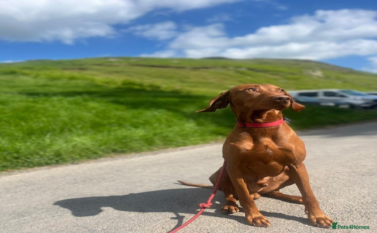 Hungarian Vizsla dogs in Carlisle - Advert 1