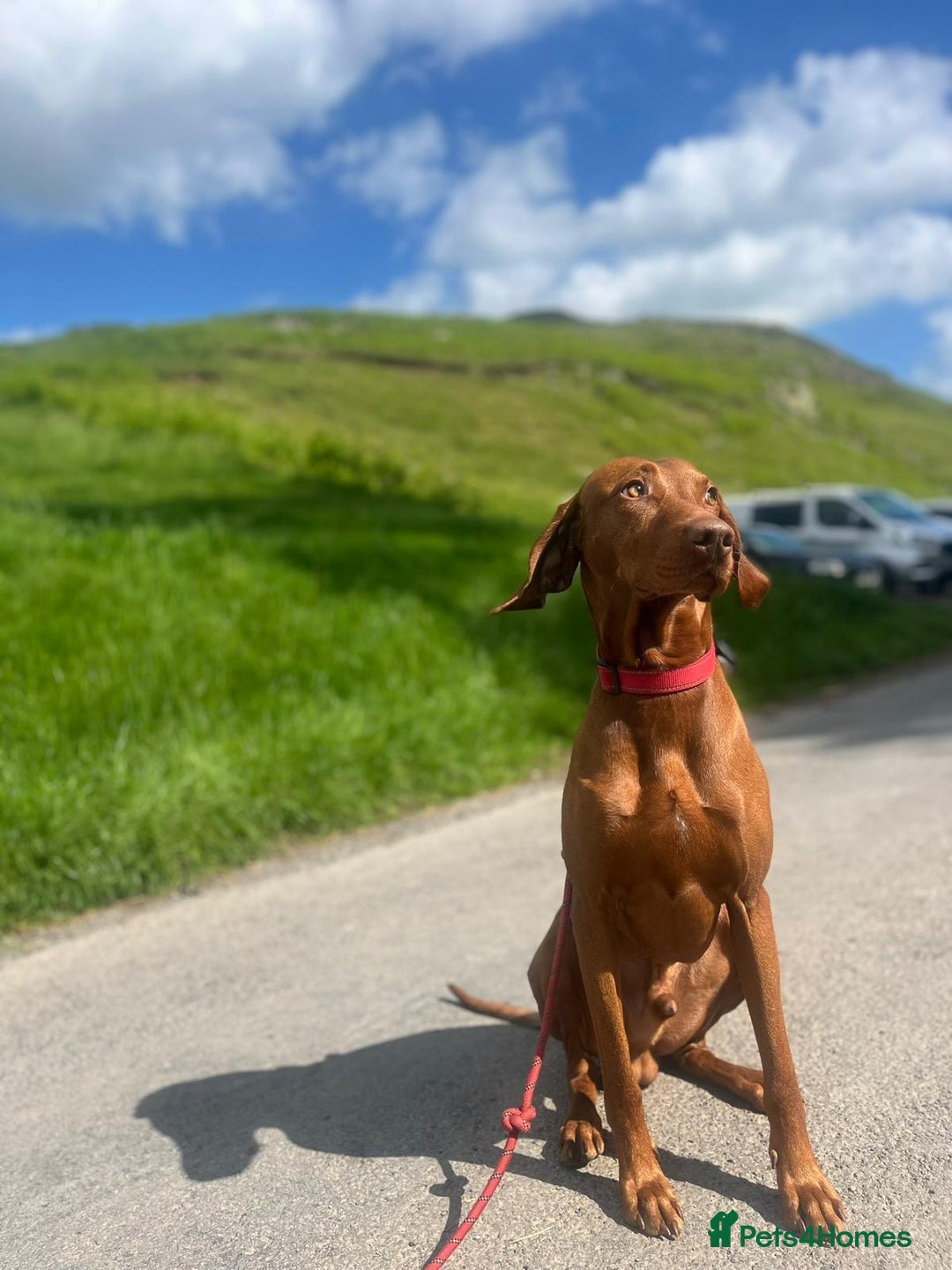 Hungarian Vizsla dogs for stud: PROVEN - REDBACK CHIEF UNDER GELTWOOD in Carlisle - Image 1