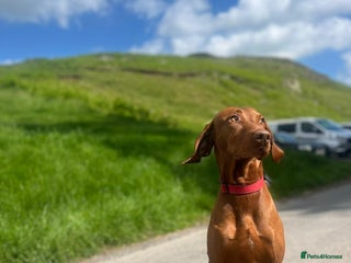 Hungarian Vizsla dogs in Carlisle - Advert 1