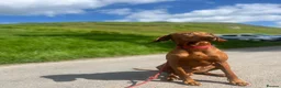 Hungarian Vizsla dogs for stud: PROVEN - REDBACK CHIEF UNDER GELTWOOD in Carlisle - Advert 1