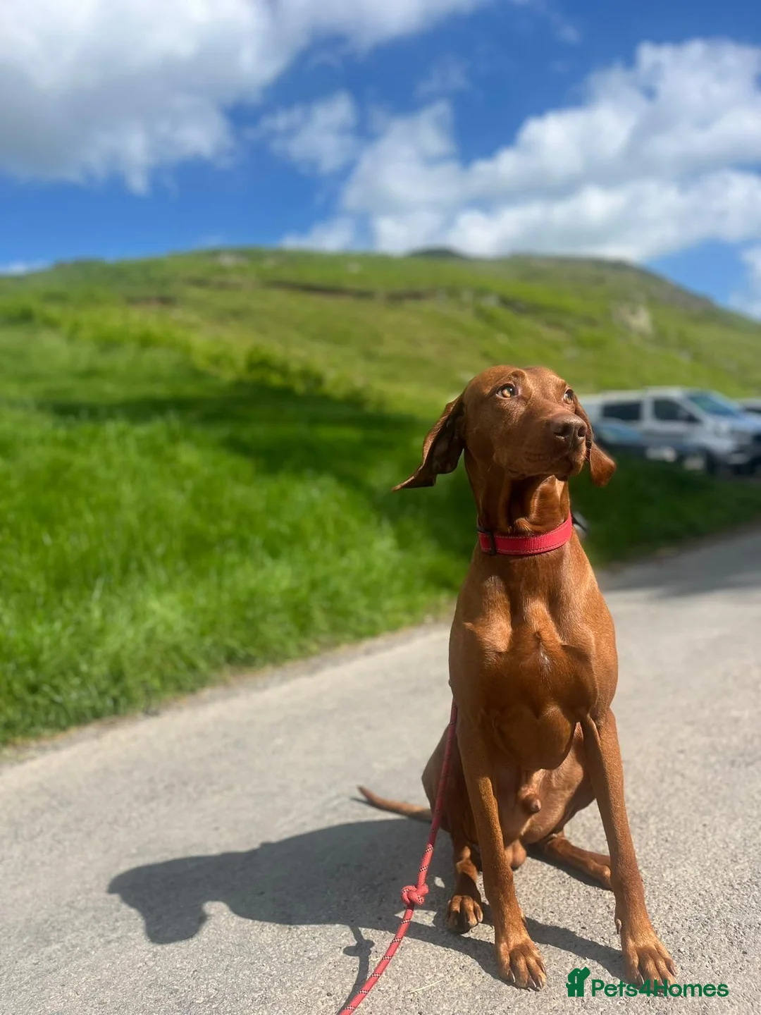 Hungarian Vizsla dogs for stud: PROVEN - REDBACK CHIEF UNDER GELTWOOD in Carlisle - Advert 1