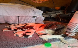 English Springer Spaniel dogs for sale: Sired by Brocklinton Bertie FTCH, docked - Image 7
