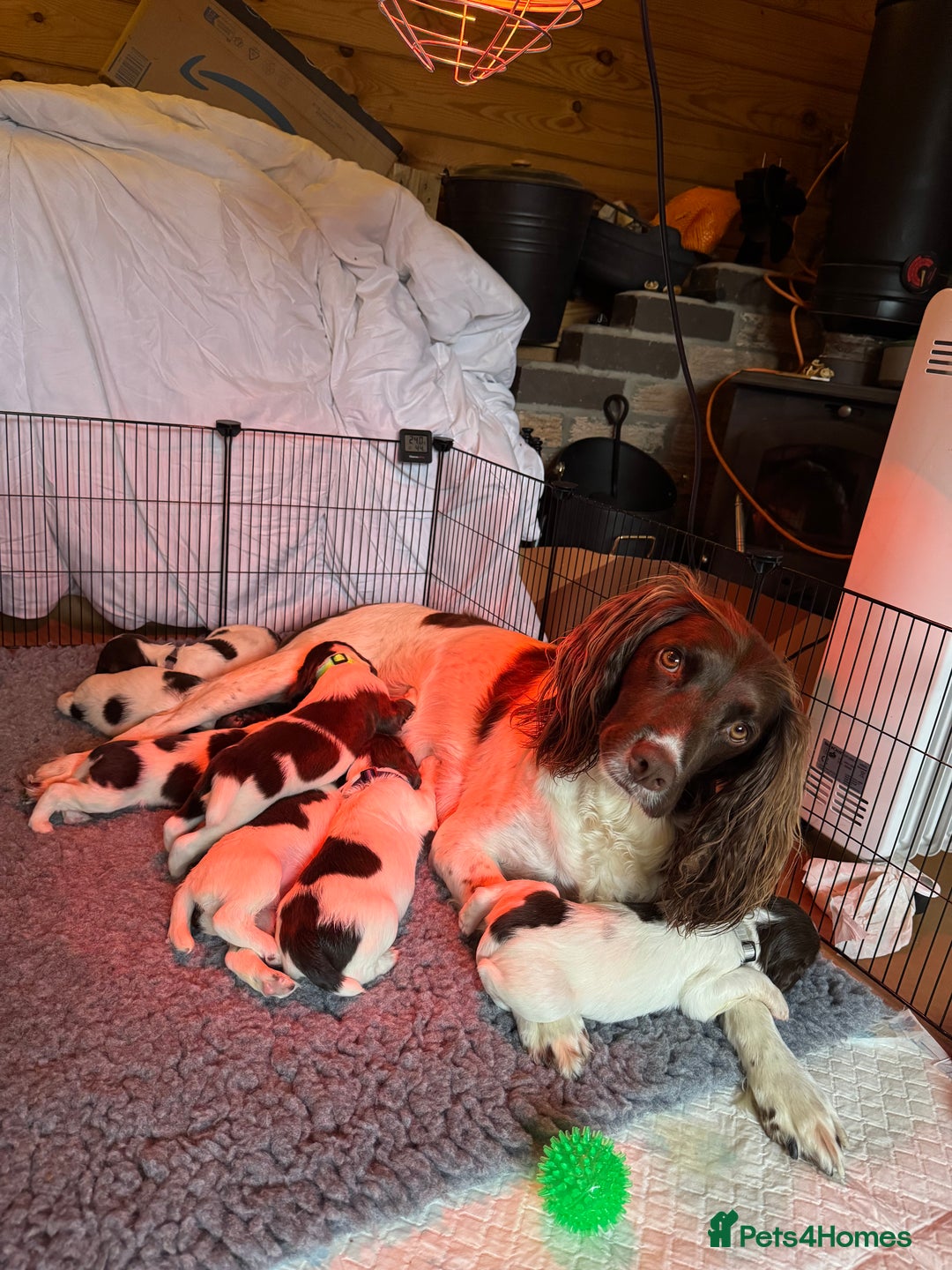 English Springer Spaniel dogs for sale: Sired by Brocklinton Bertie FTCH, docked - Image 7