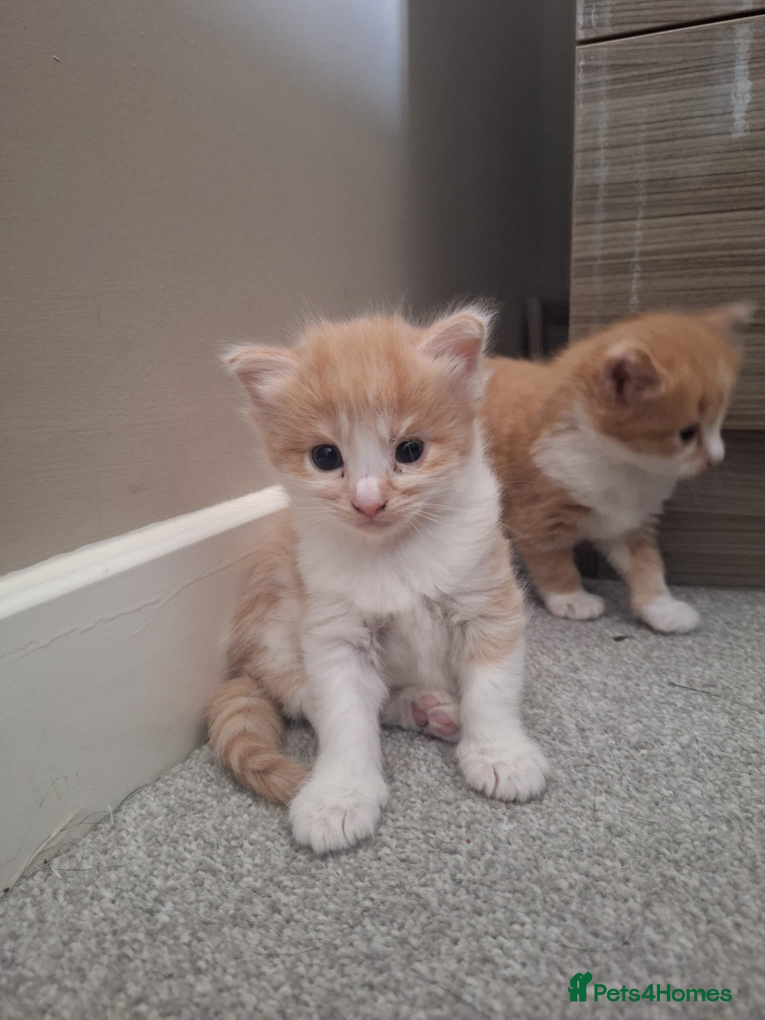 Mixed Breed cats Bengal mix - beautiful kittens  - Advert 6