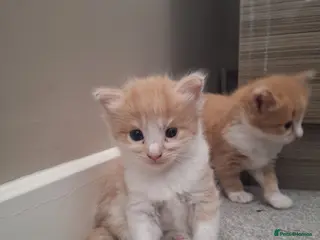 Mixed Breed cats Bengal mix - beautiful kittens - Advert 6