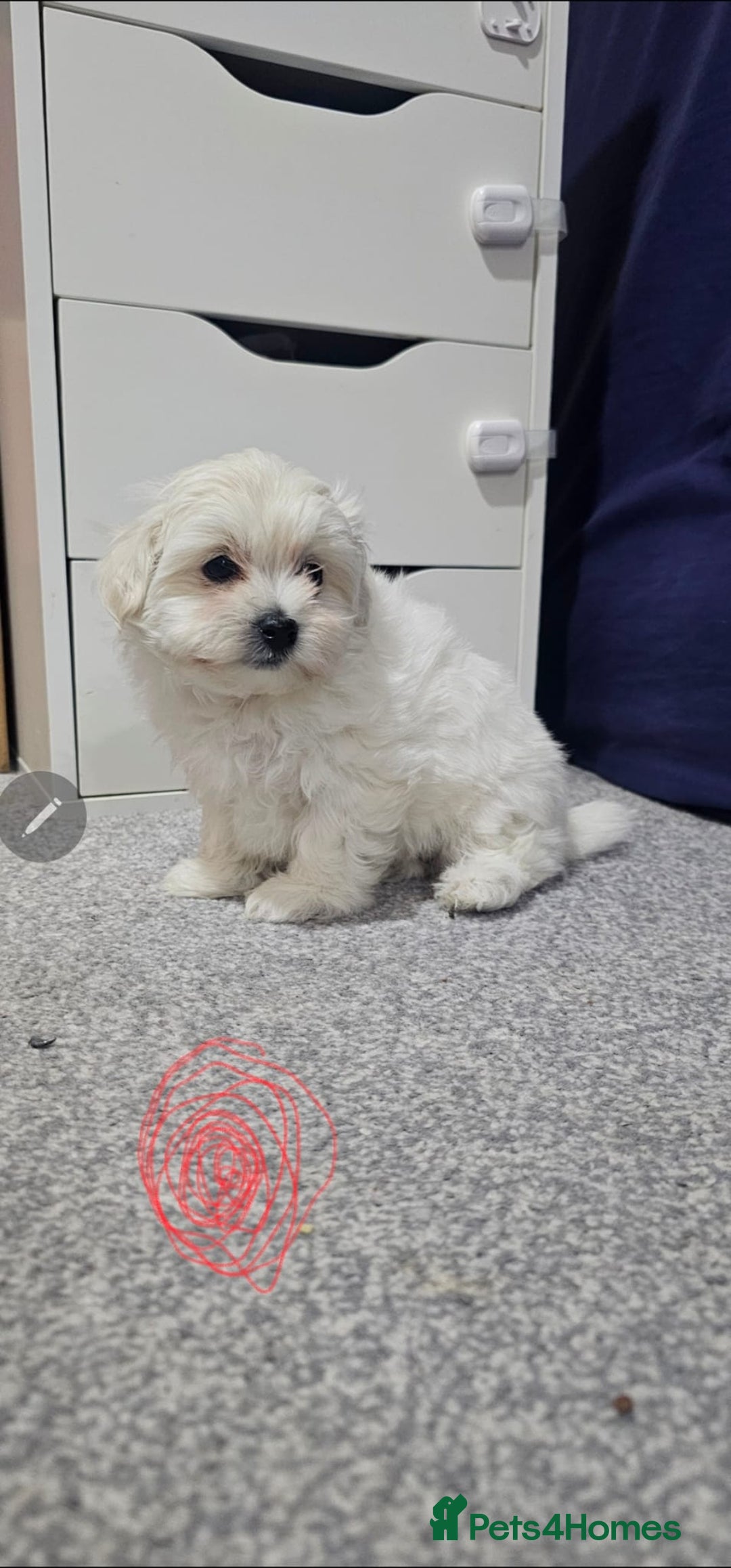 Maltese dogs for sale: Maltese puppies  - Advert 13