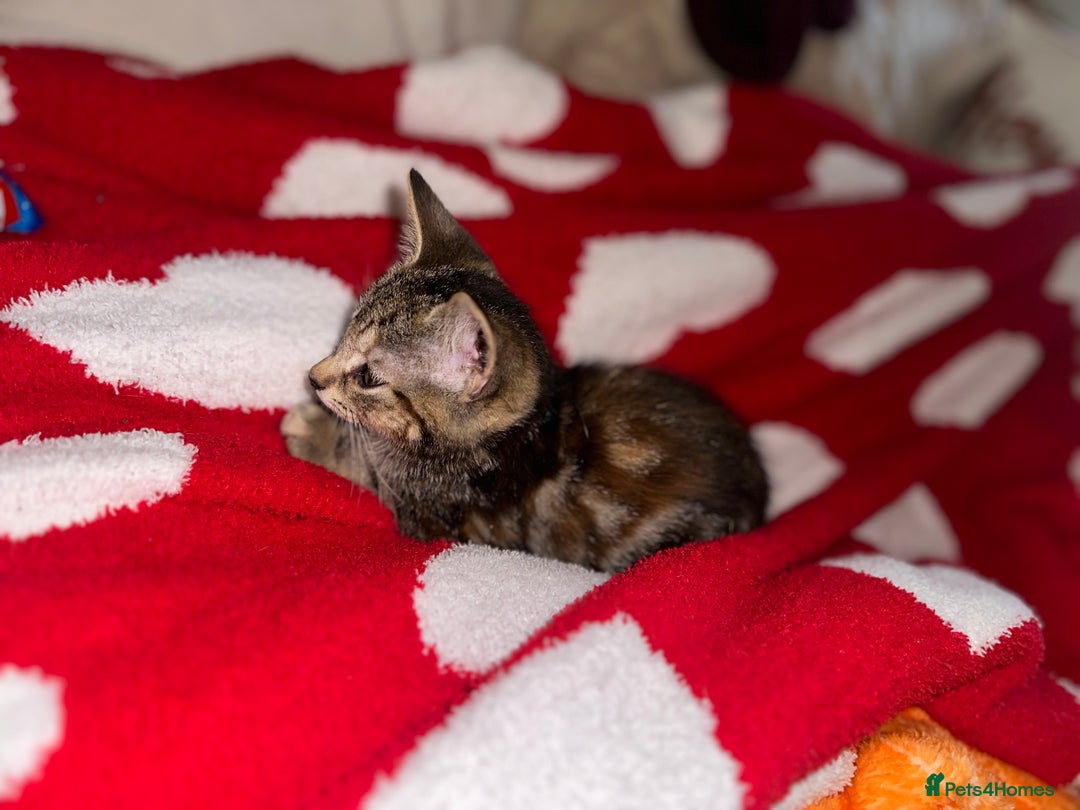 Mixed Breed cats for sale: Pretty little girls  - Image 34