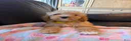 Cockapoo dogs for sale: F1b cockapoos ready now 1st and 2nd vaccine  - Advert 13