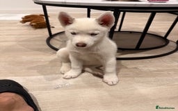 Siberian Husky dogs for sale: Siberian husky  - Image 2