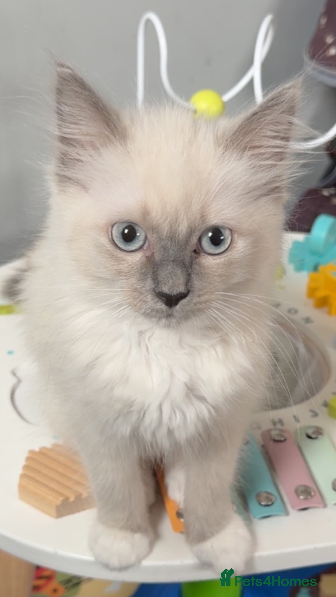 Ragdoll cats Gorgeous blue point ragdoll kitten - Advert 12