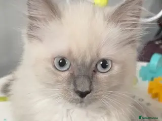 Ragdoll cats Gorgeous blue point ragdoll kitten - Advert 1
