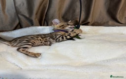Bengal cats for sale: Adorable Bengal kittens - Image 2