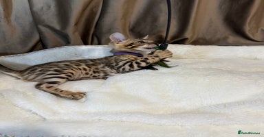Bengal cats - Advert 4