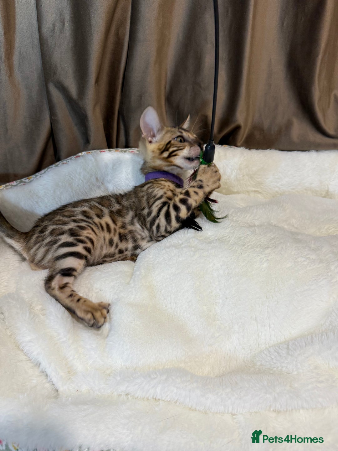 Bengal cats for sale: Adorable Bengal kittens - Image 2