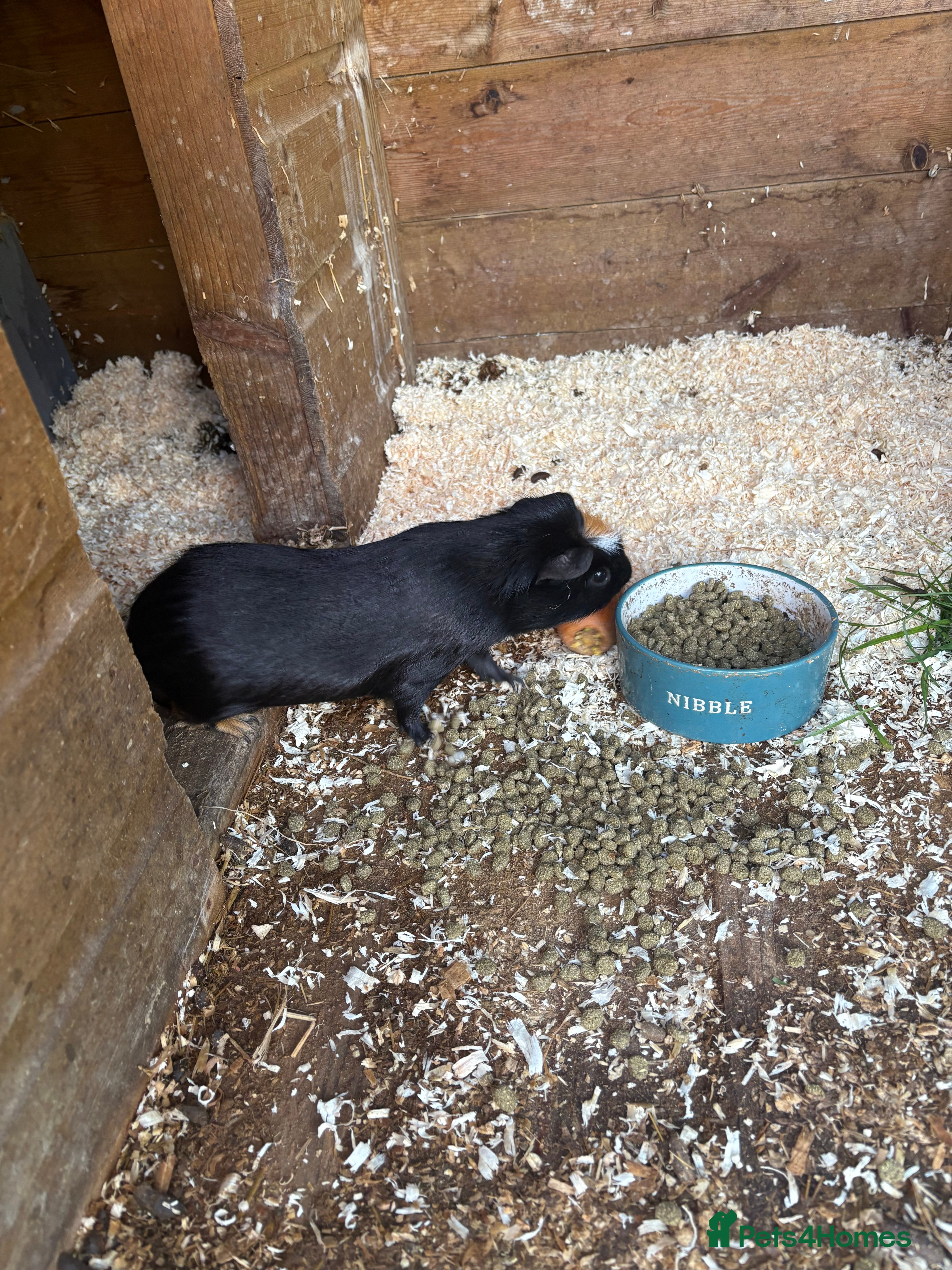 Guinea Pig rodents Beautiful male crested Guinea pig - Advert 17