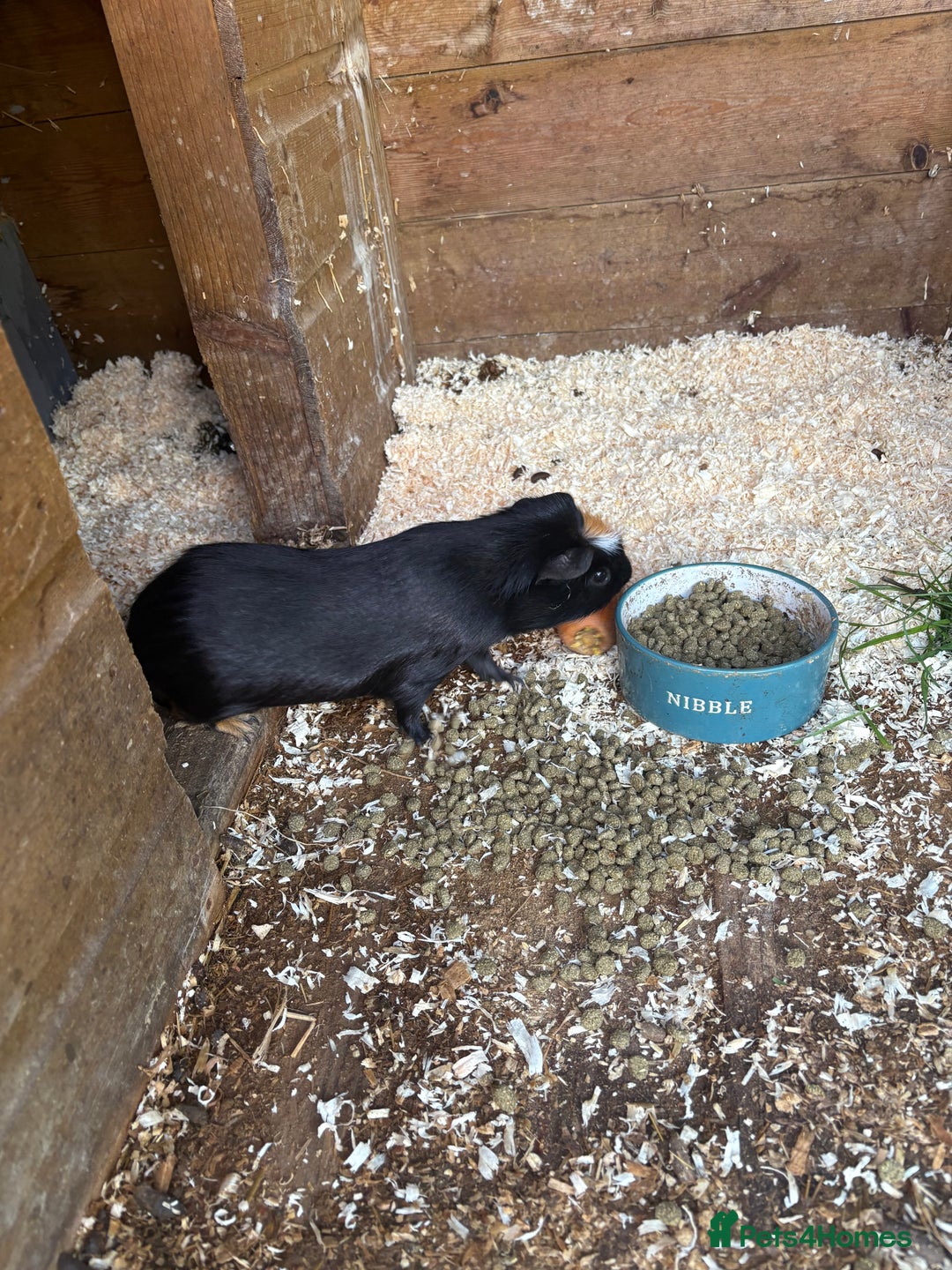 Guinea Pig rodents for sale: Beautiful male crested Guinea pig - Advert 1