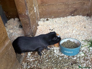 Guinea Pig rodents Beautiful male crested Guinea pig - Advert 1