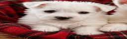 West Highland Terrier dogs for sale: Adorable West Highland terrier puppies - Advert 7