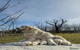 Golden Retriever dogs for sale: BEAUTIFUL ENGLISH CREAM GOLDEN RETRIEVER PUPPIES - Image 5