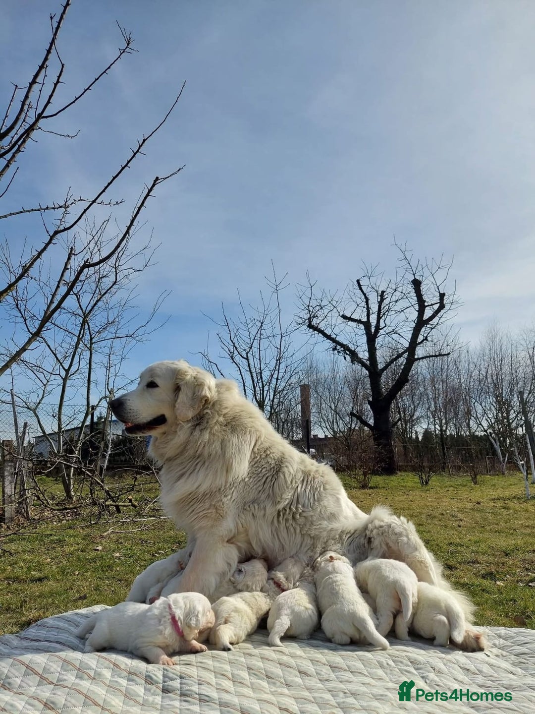 Golden Retriever dogs for sale: BEAUTIFUL ENGLISH CREAM GOLDEN RETRIEVER PUPPIES - Image 5
