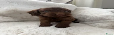 Cockapoo 1