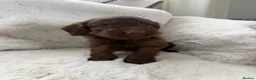Cockapoo dogs for sale: Cockapoo F2 Puppies - Advert 7