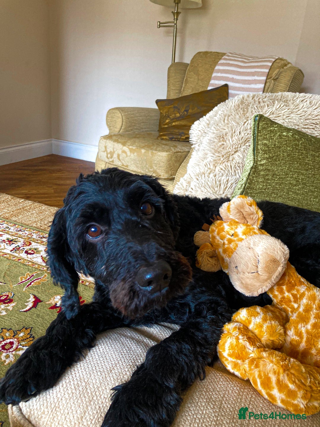 Cockapoo dogs for sale: Urgent Rehoming Cockerpoo- Adult only home - Advert 5