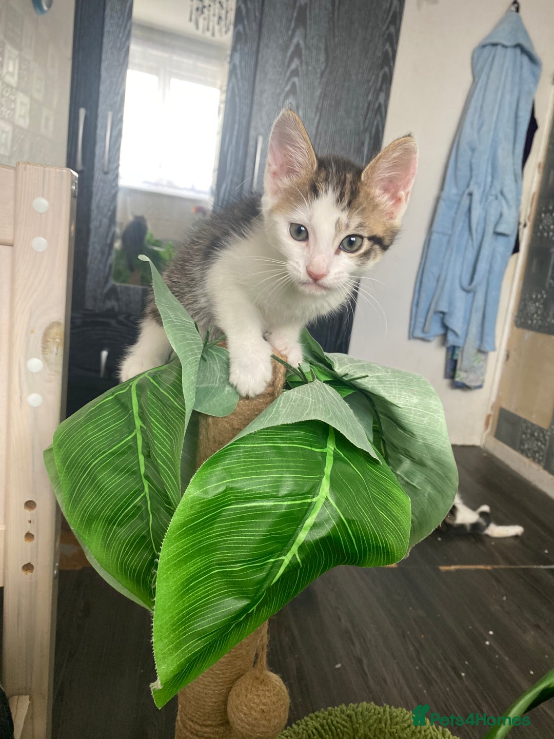 Mixed Breed cats for sale: Kitties - Image 1