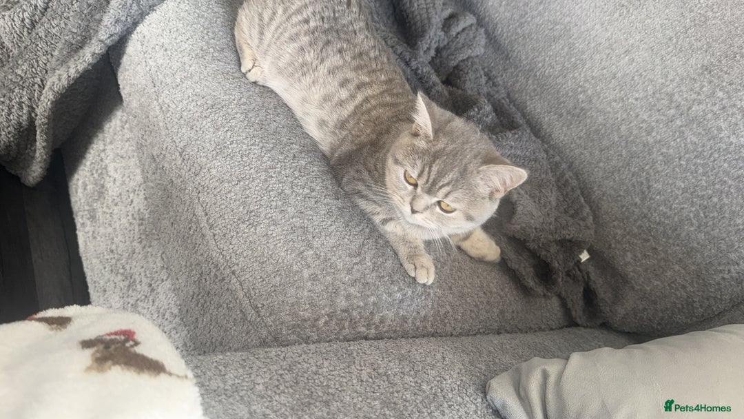 British Shorthair cats for sale:  BritishShorthair,litter trained! 13 weeks  - Advert 1