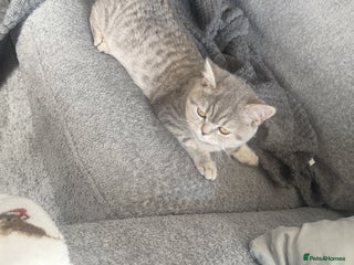 British Shorthair cats BritishShorthair,litter trained! 13 weeks - Advert 14