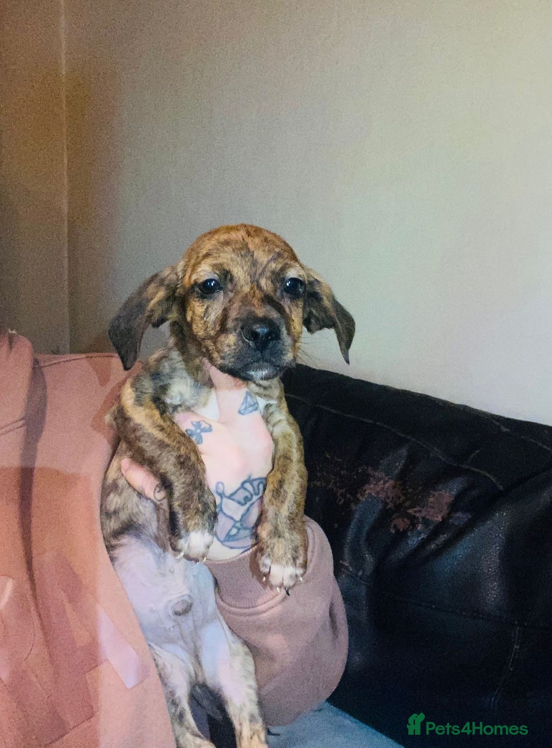 Mixed Breed dogs for sale: Beautiful puppies - Advert 10