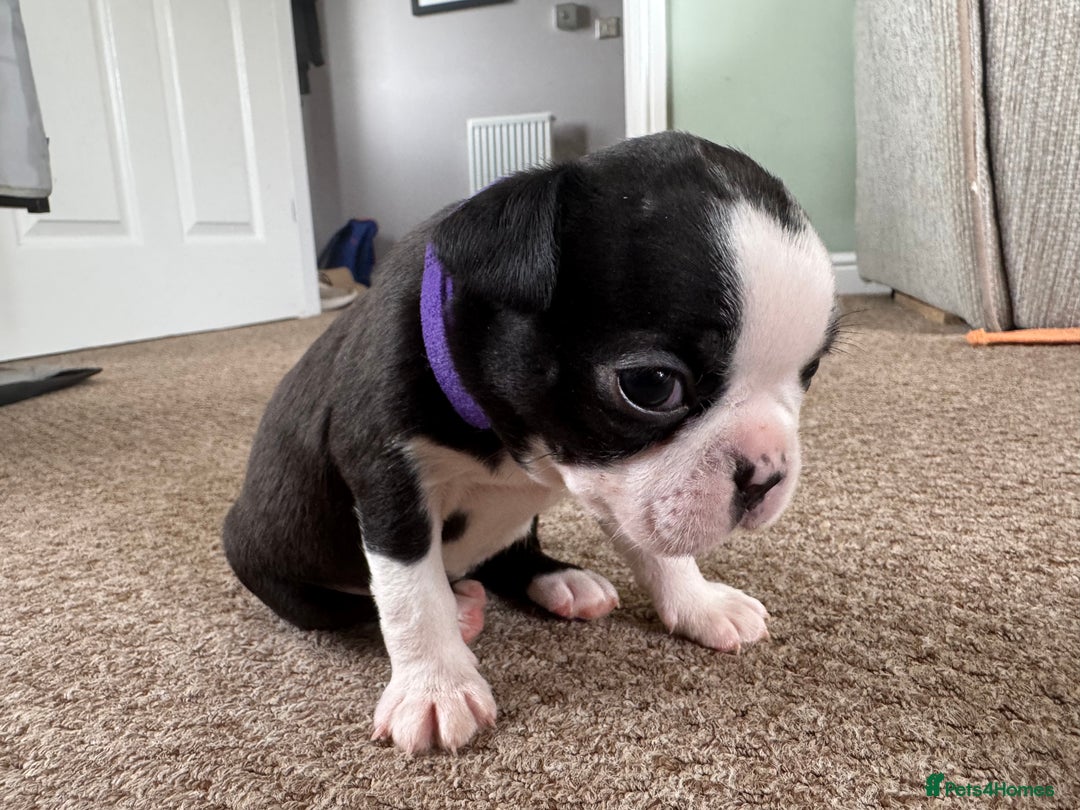 Boston Terrier dogs for sale: Beautiful Boston Terrier Puppies for Loving Homes - Image 3