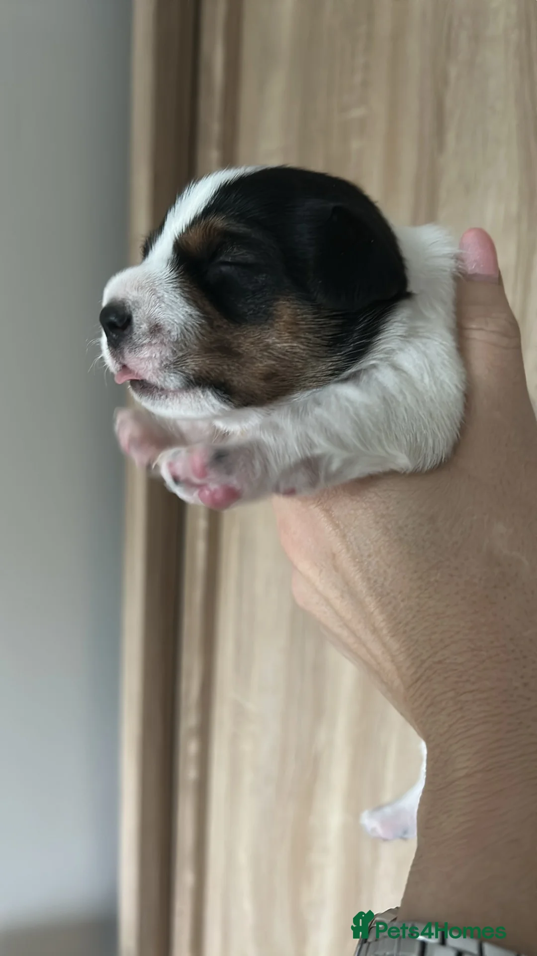 Jack Russell dogs for sale: Traditional working Jack Russell’s. in Uckfield - Advert 8