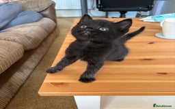Mixed Breed cats for sale: Three Gorgeous Kittens - Image 2