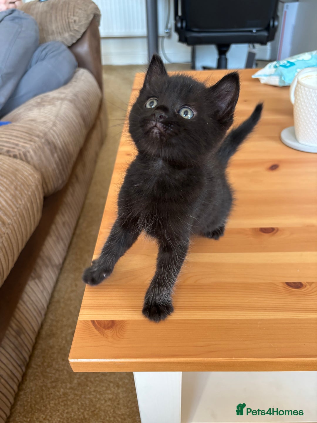 Mixed Breed cats for sale: Three Gorgeous Kittens - Image 2