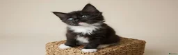 Mixed Breed cats for sale: Mixed Maine Coon Kittens in Richmond - Advert 4