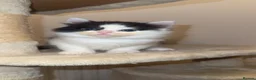 Mixed Breed cats for sale: Bsh cross kittens 🐾 - Advert 2
