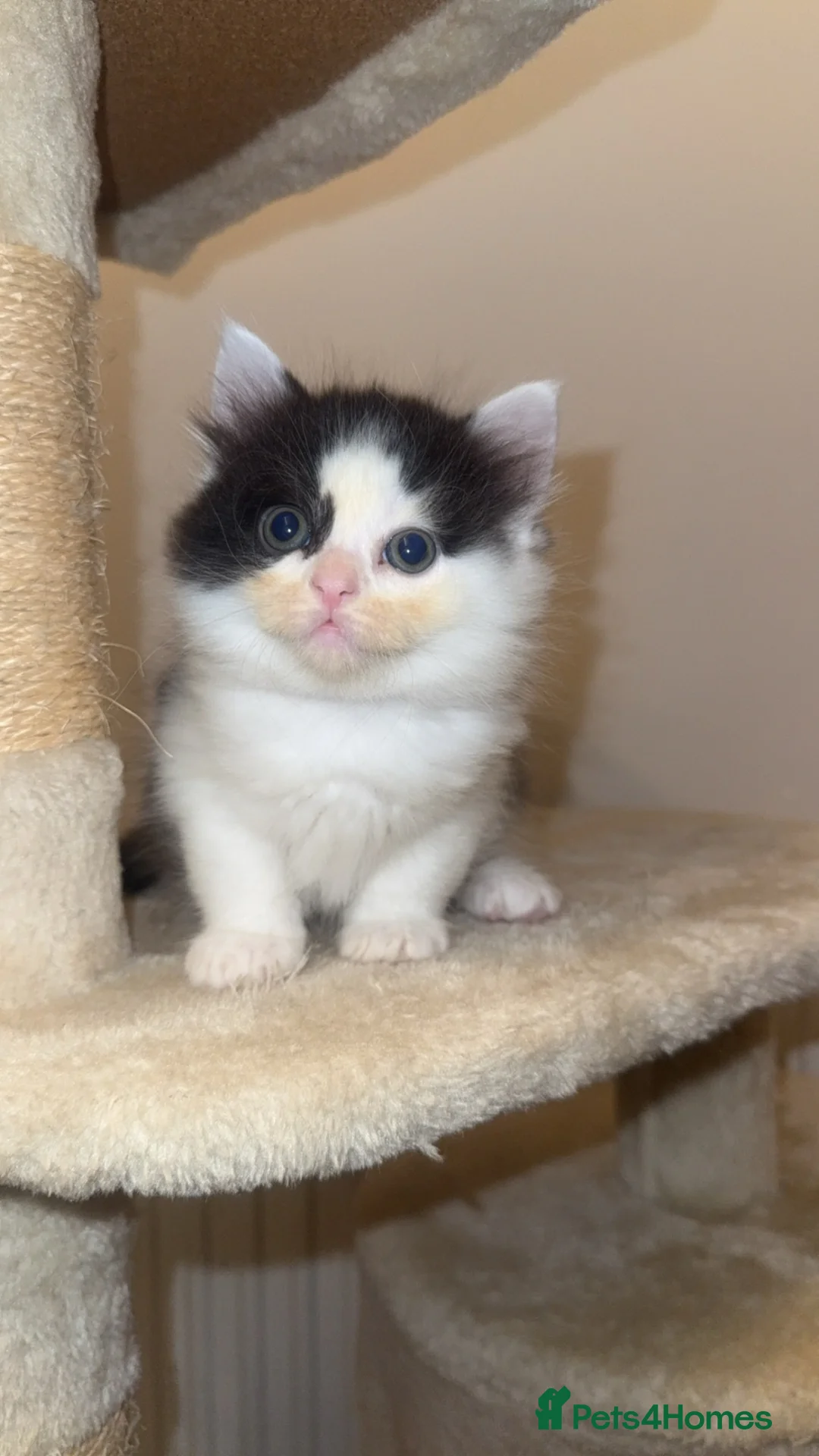 Mixed Breed cats for sale: Bsh cross kittens 🐾 - Advert 2