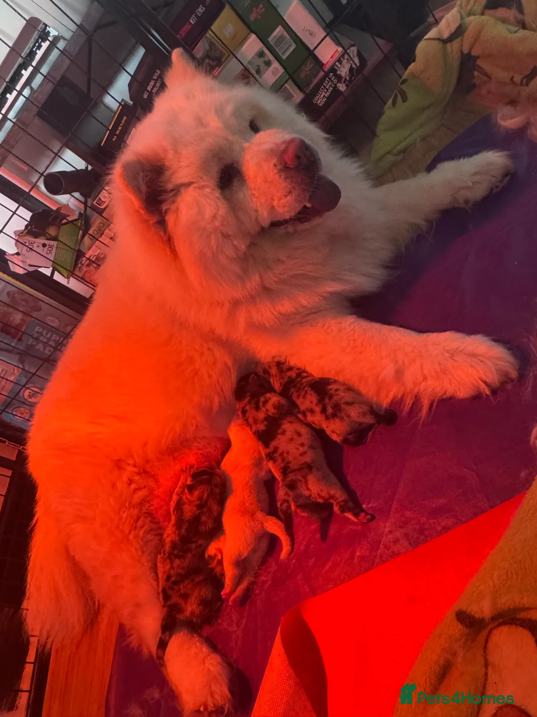 Chow Chow dogs for sale: Beautiful litter of 4 chow chow puppies  - Advert 2