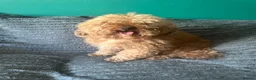 Toy Poodle dogs for stud: Toy poodle for stud  - Advert 4