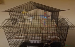 Budgerigars birds for sale: 2 budgies 1 male 1 female  - Image 1