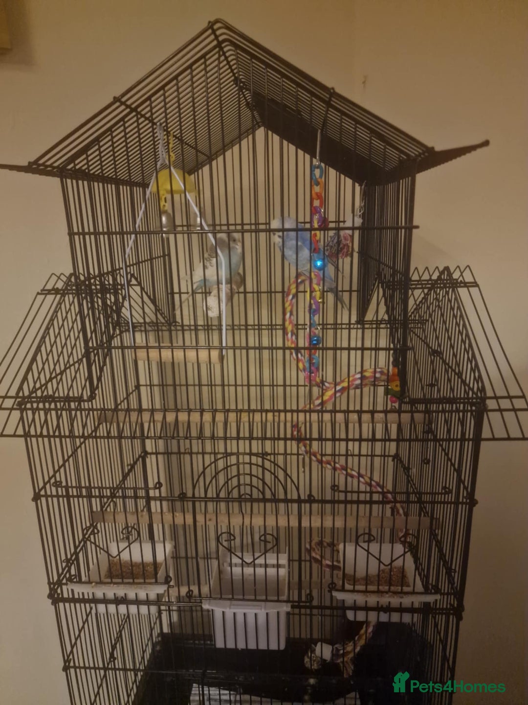 Budgerigars birds for sale: 2 budgies 1 male 1 female  - Image 1
