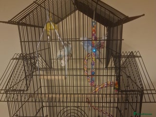 Budgerigars birds - Advert 8