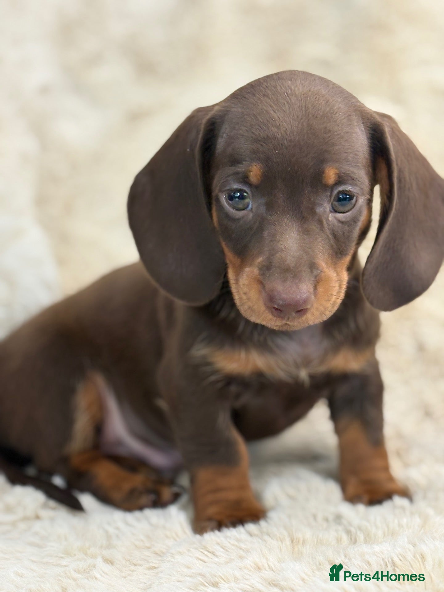 Miniature Dachshund dogs Top quality mini smooth dachshund puppies  - Advert 2