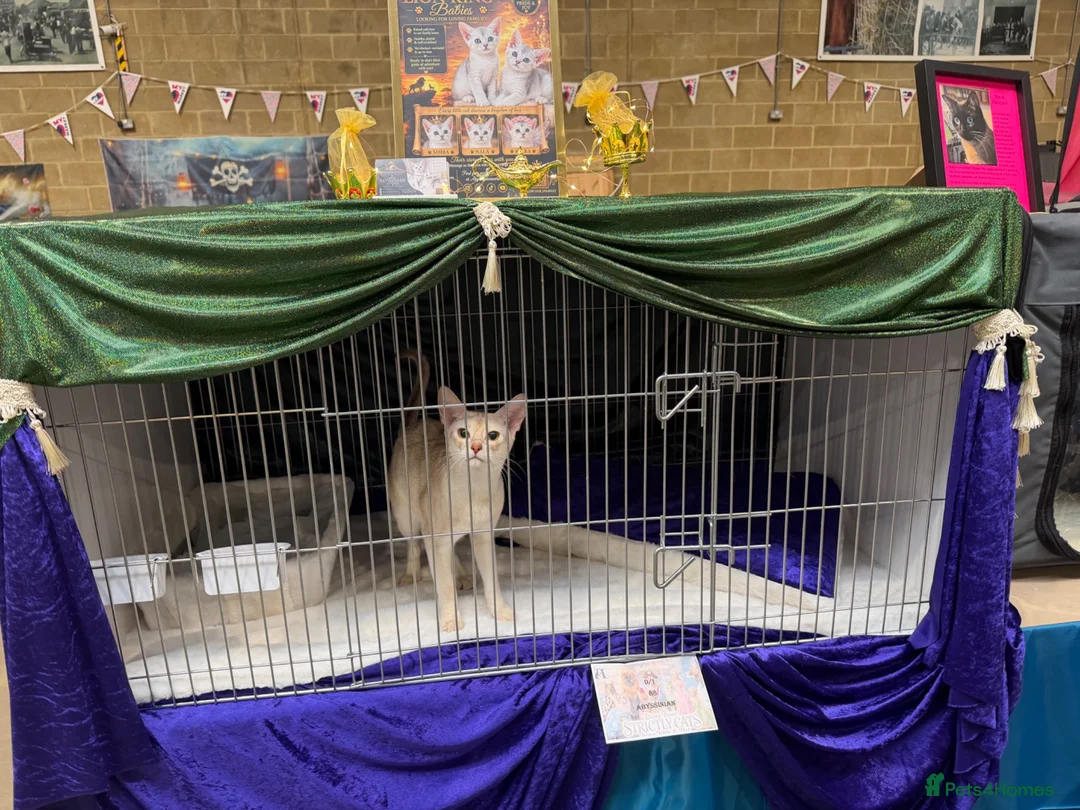 Abyssinian cats for stud: 🏆🏵️🏵️🏵️🥇Exceptional Abyssinian Stud - Advert 12