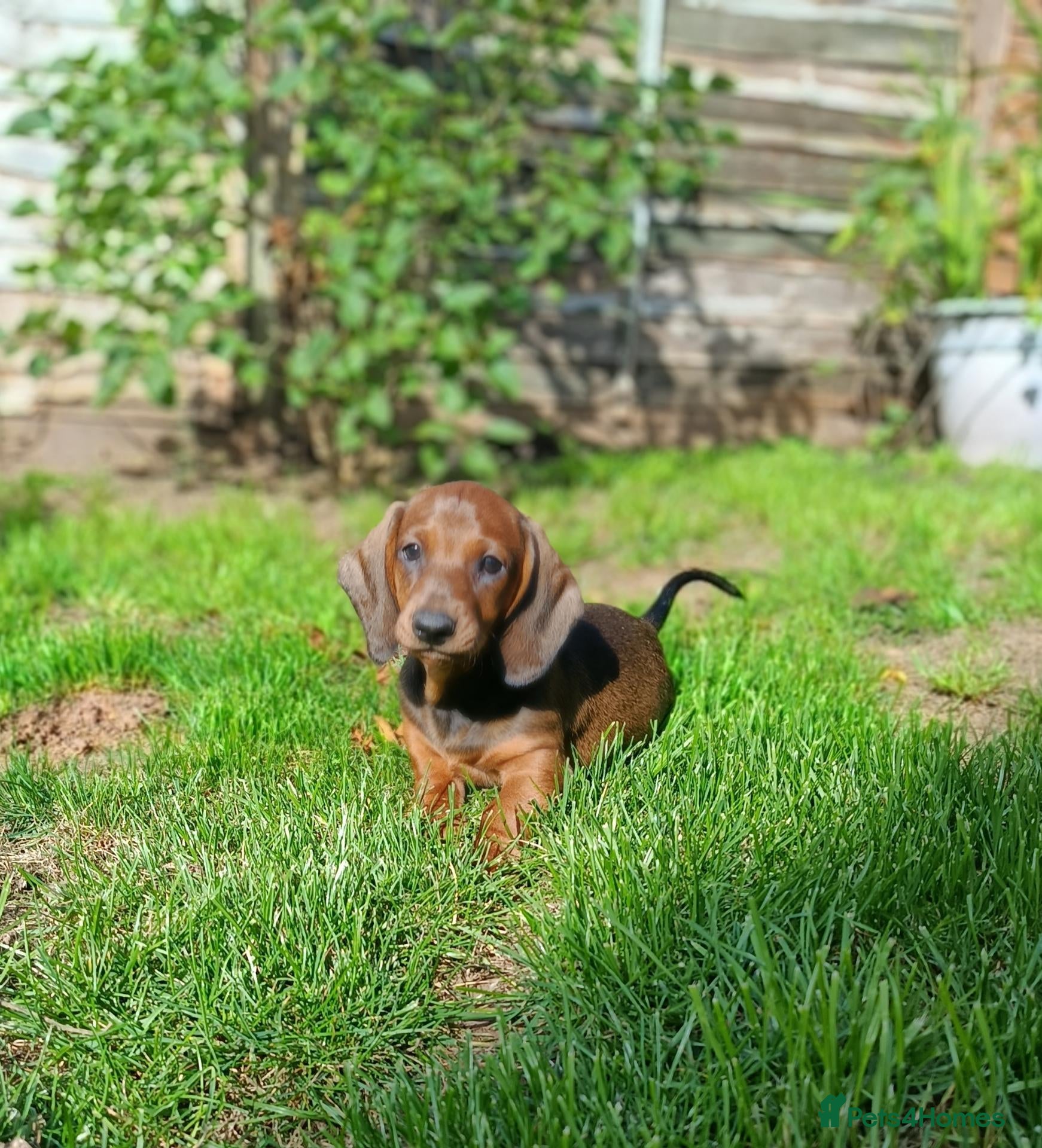 Dachshund dogs Champion Bloodline Standard Dachshund - Advert 2