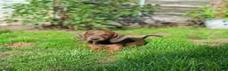 Dachshund dogs for sale: Champion Bloodline Standard Dachshund - Advert 24