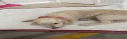 Toy Poodle dogs for sale: Beautiful poodle female  - Advert 3